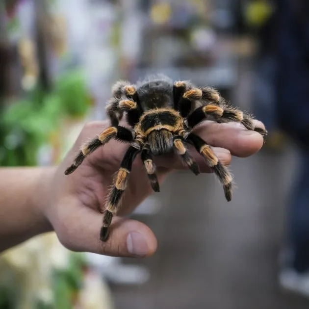 23416 tarantula in habitat