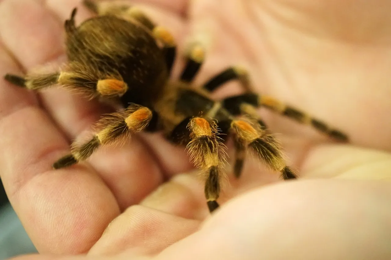 23416 tarantula species identification
