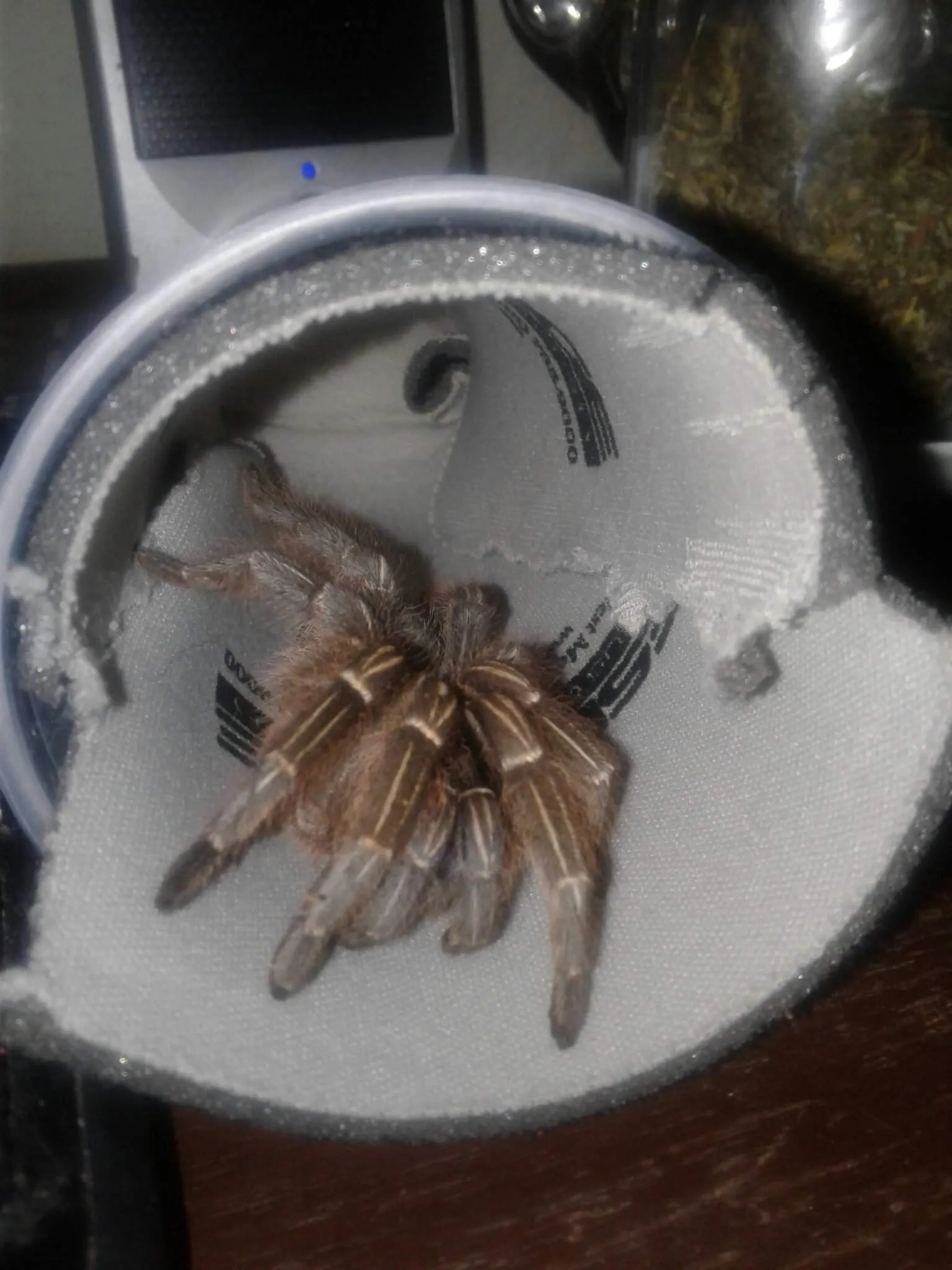 /img/23416-tarantula-water-dish.webp
