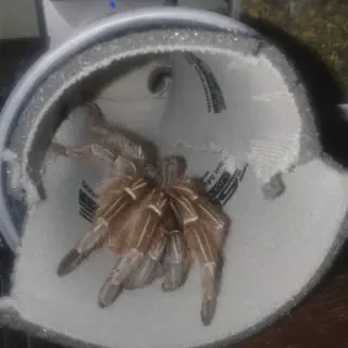 /img/23416-tarantula-water-dish.webp