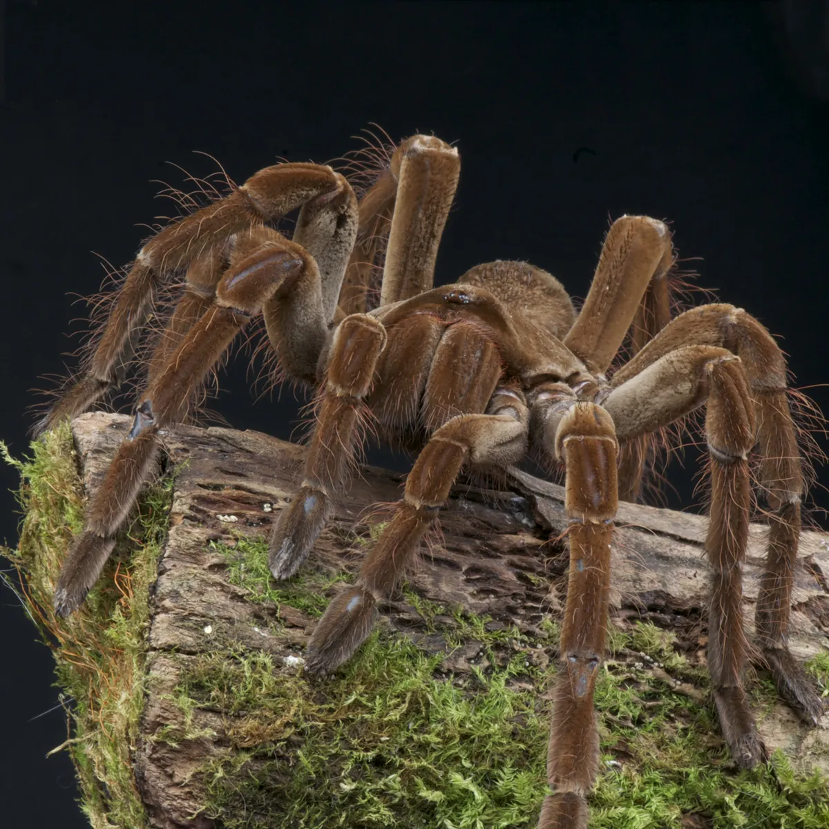 /img/23417-goliath-tarantula-close-up.webp