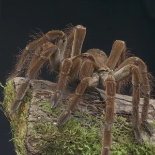 /img/23417-goliath-tarantula-close-up.webp