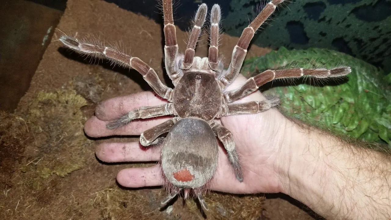 23417 goliath tarantula defensive pose