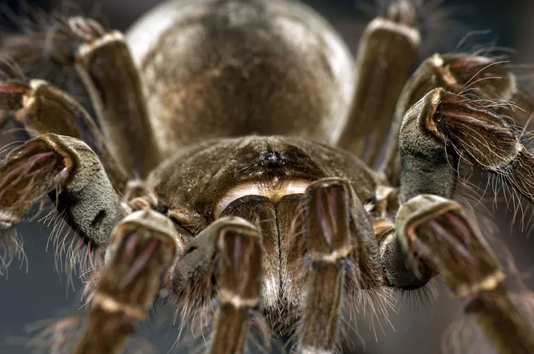 23417 goliath tarantula feeding