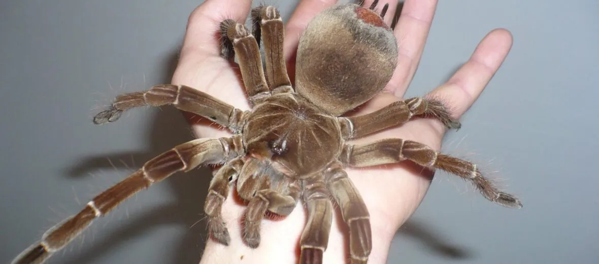 23417 goliath tarantula habitat