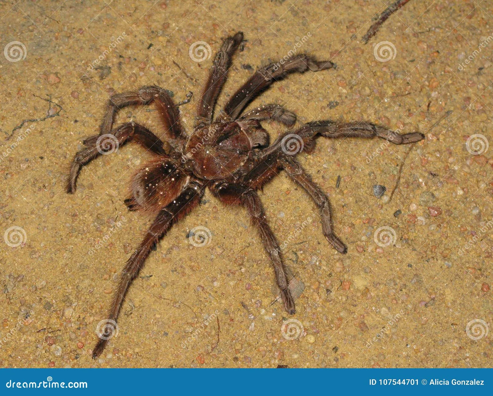 23417 goliath tarantula mating