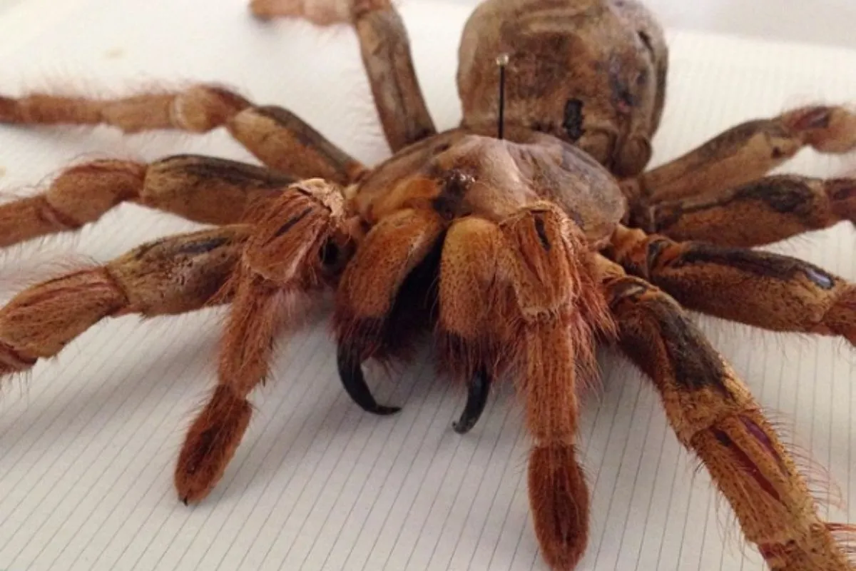 23417 goliath tarantula overview