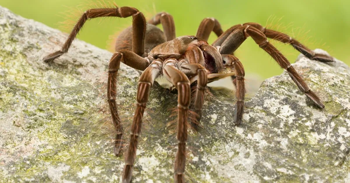 23417 goliath tarantula pet