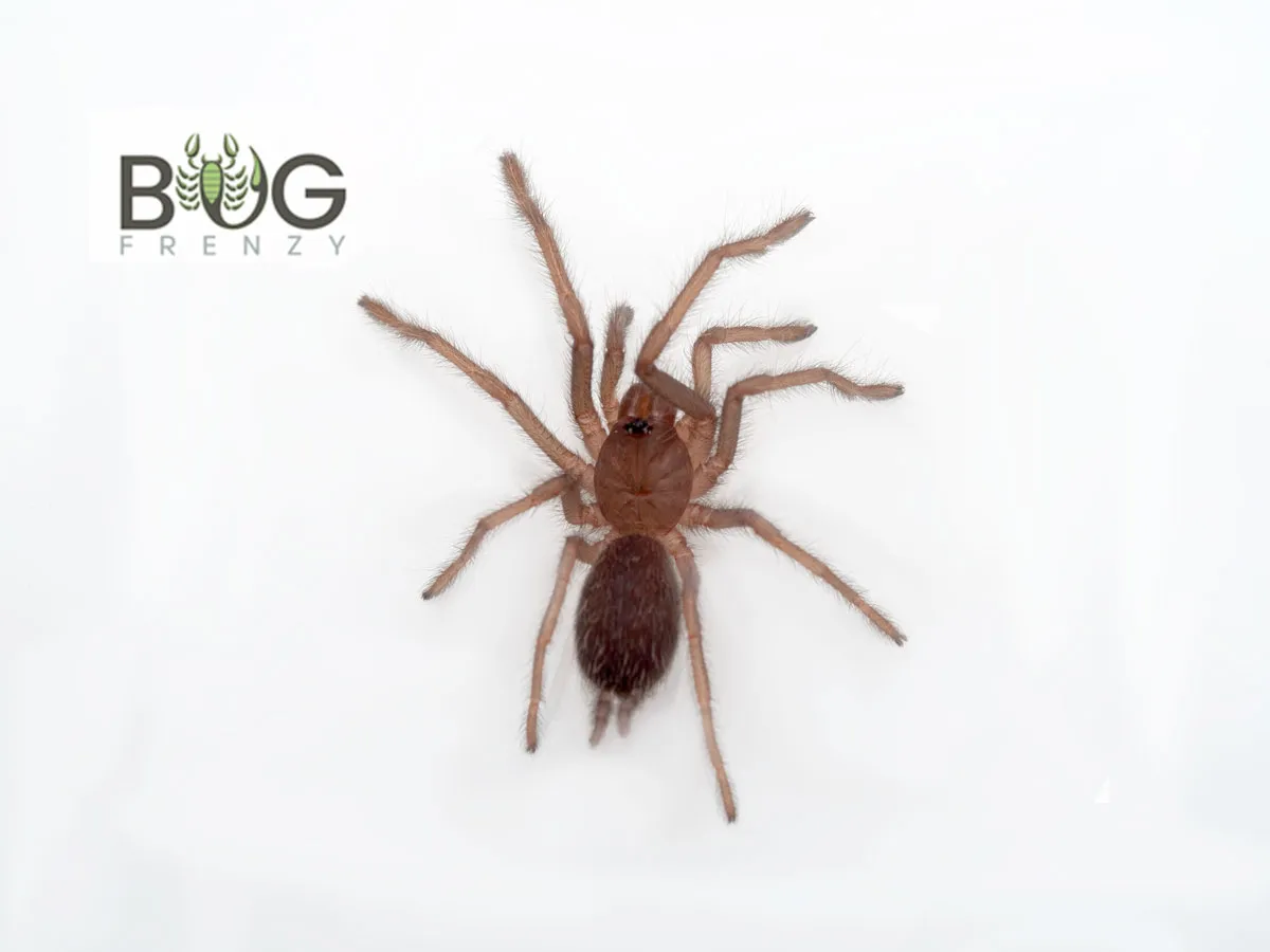 23417 goliath tarantula size comparison