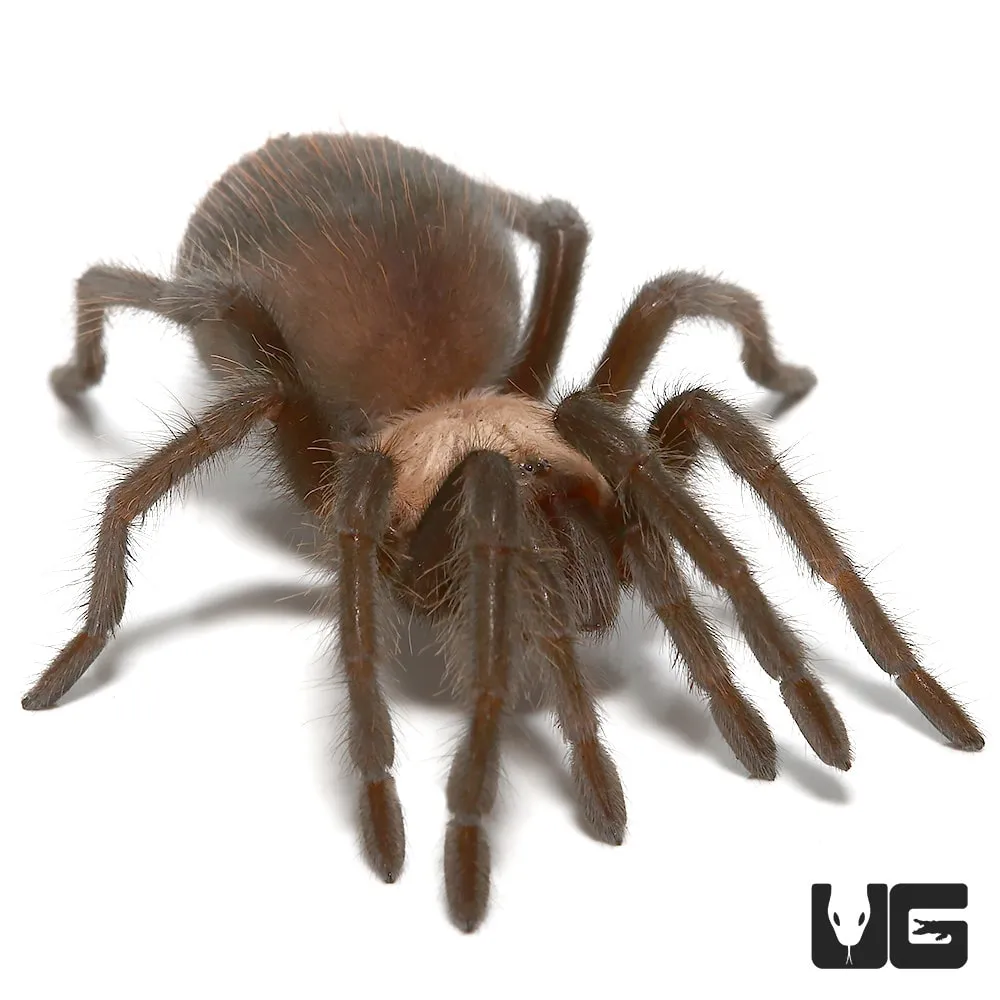 23418 ganjagold red tarantula defensive
