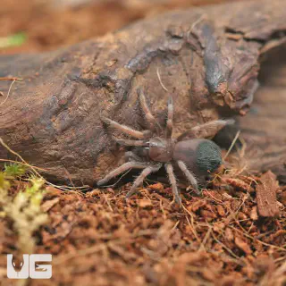 /img/23418-ganjagold-red-tarantula-lifespan.webp