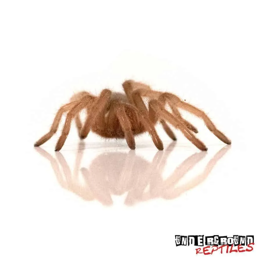 23418 ganjagold red tarantula markings