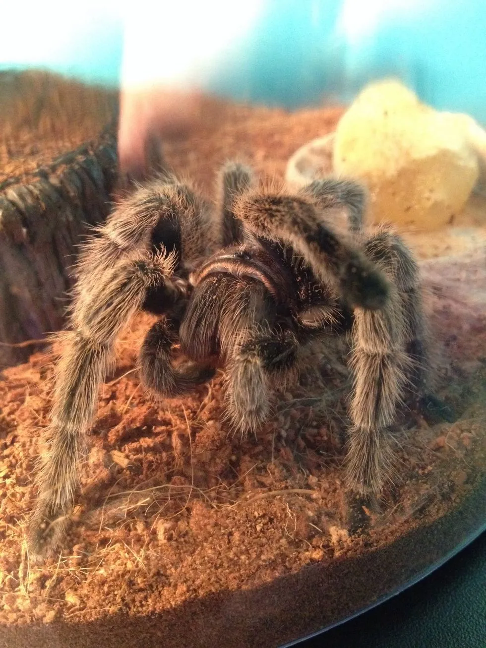 23420 heat lamp for tarantula