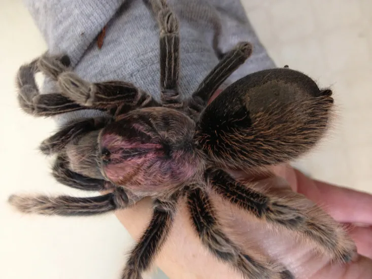 /img/23420-water-dish-tarantula.webp