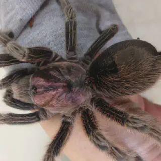 /img/23420-water-dish-tarantula.webp