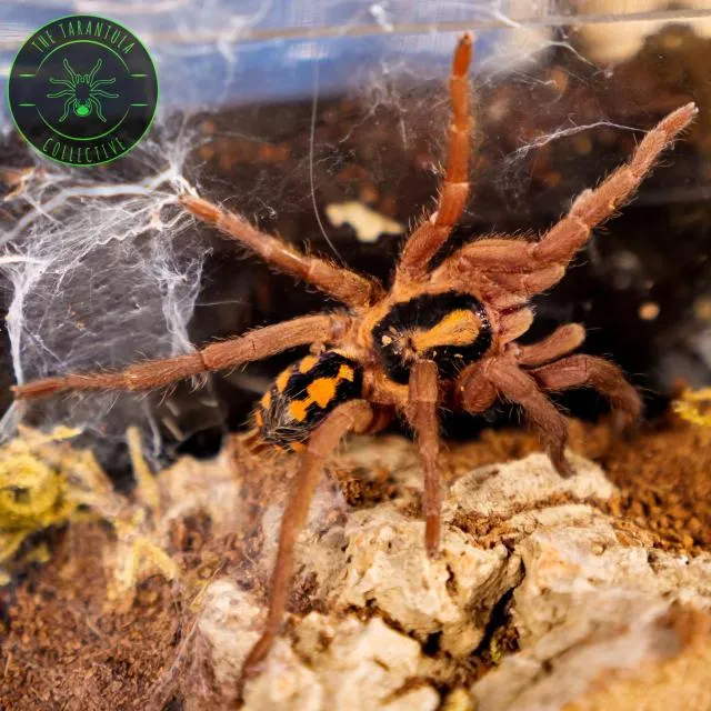 23421 tarantula enclosure size