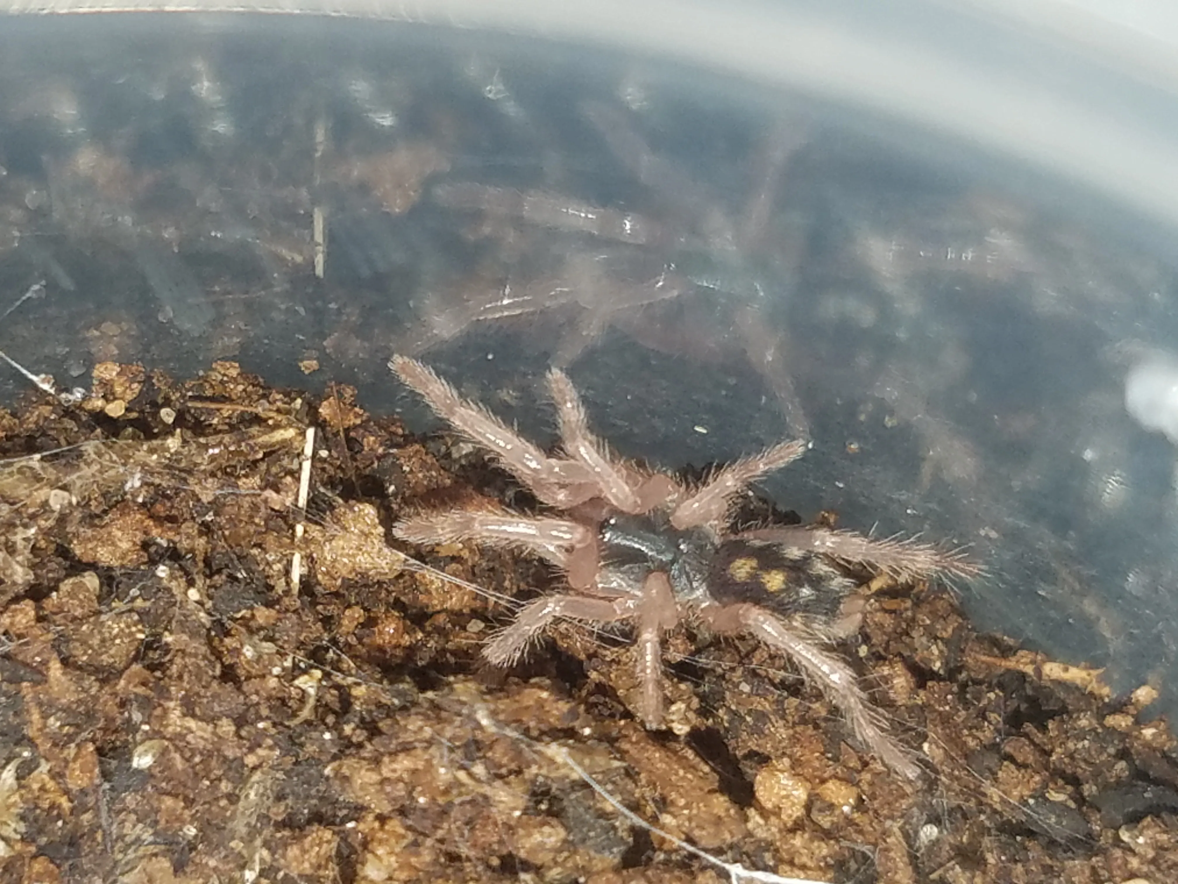 /img/23421-tarantula-feeding.webp