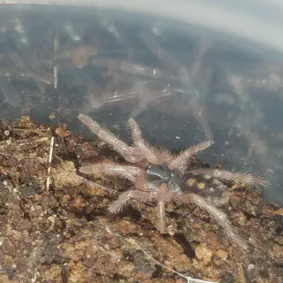 /img/23421-tarantula-feeding.webp