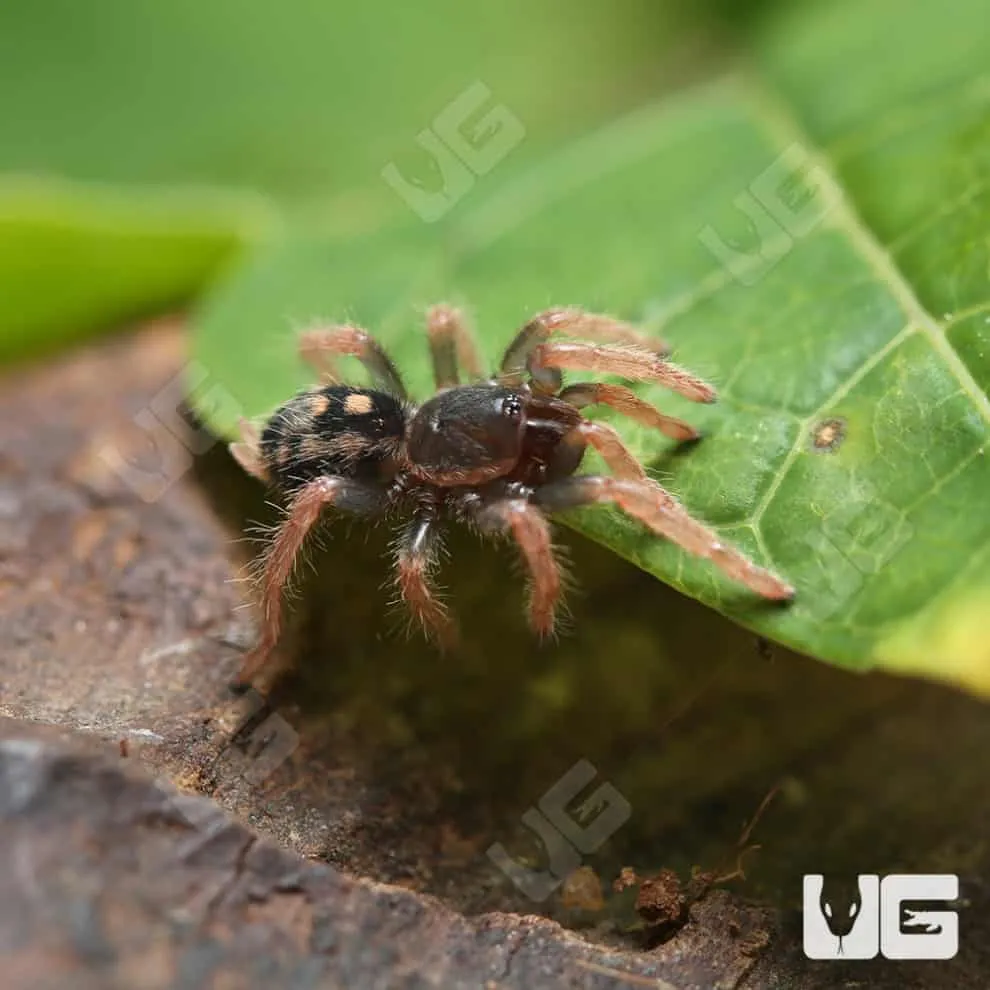 23421 tarantula heat source