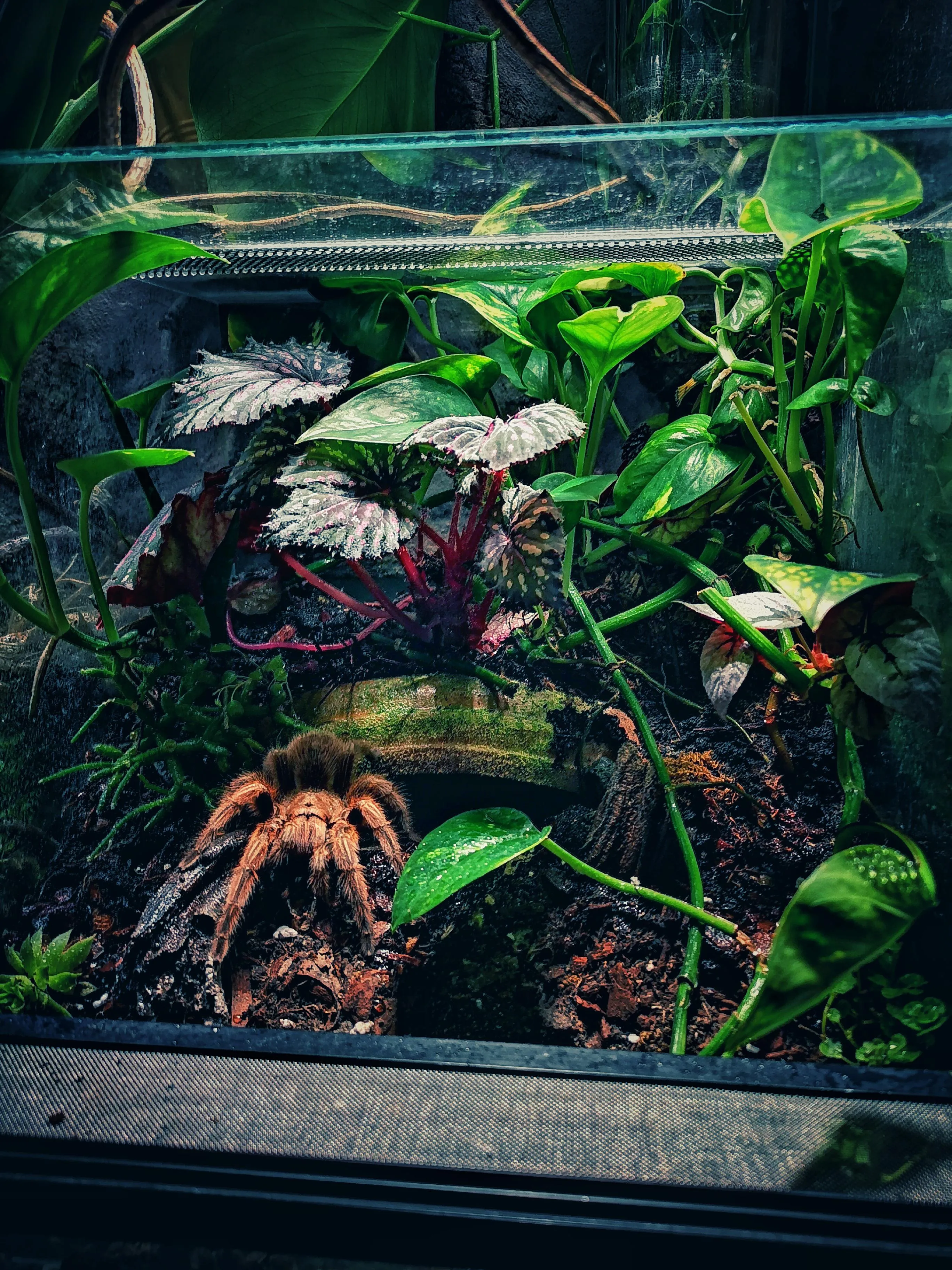 /img/23422-rose-hair-tarantula-feeding.webp