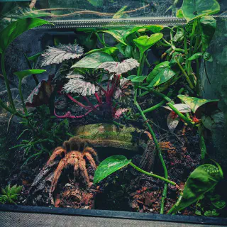 /img/23422-rose-hair-tarantula-feeding.webp