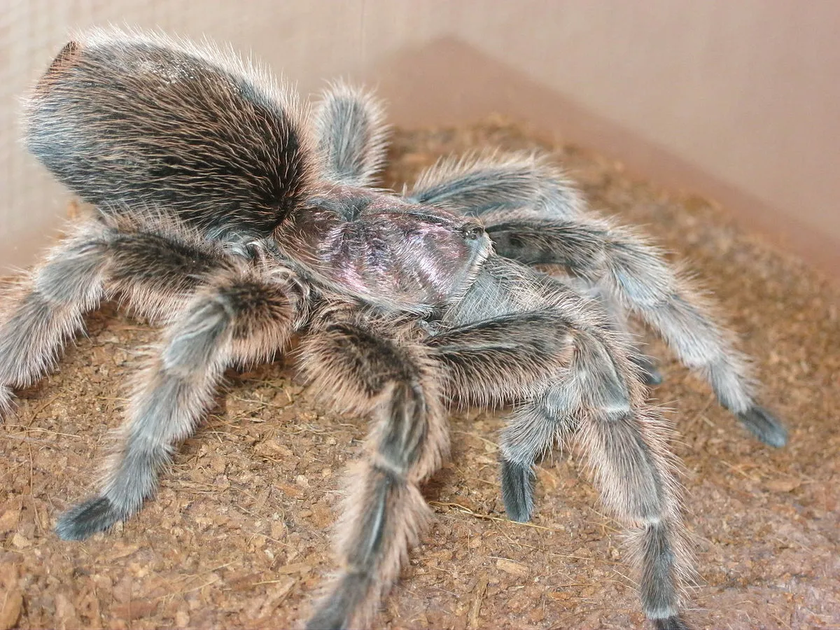 23422 rose hair tarantula female