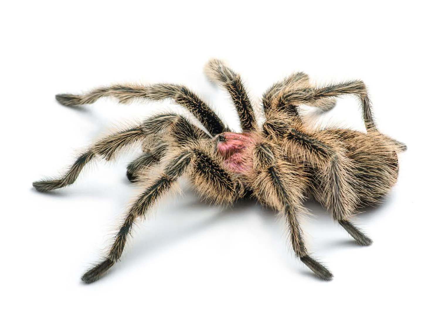 23422 rose hair tarantula male