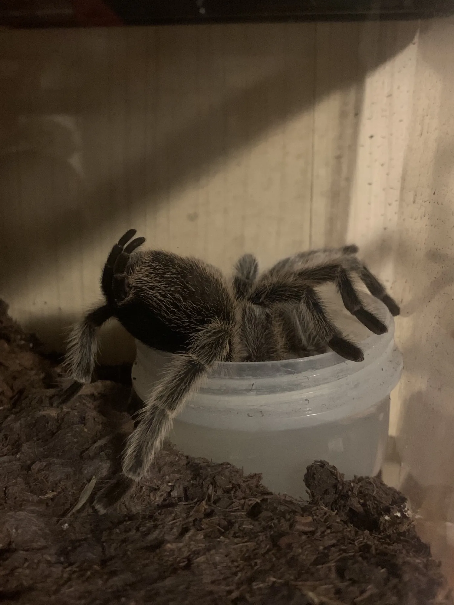 23422 rose hair tarantula measuring