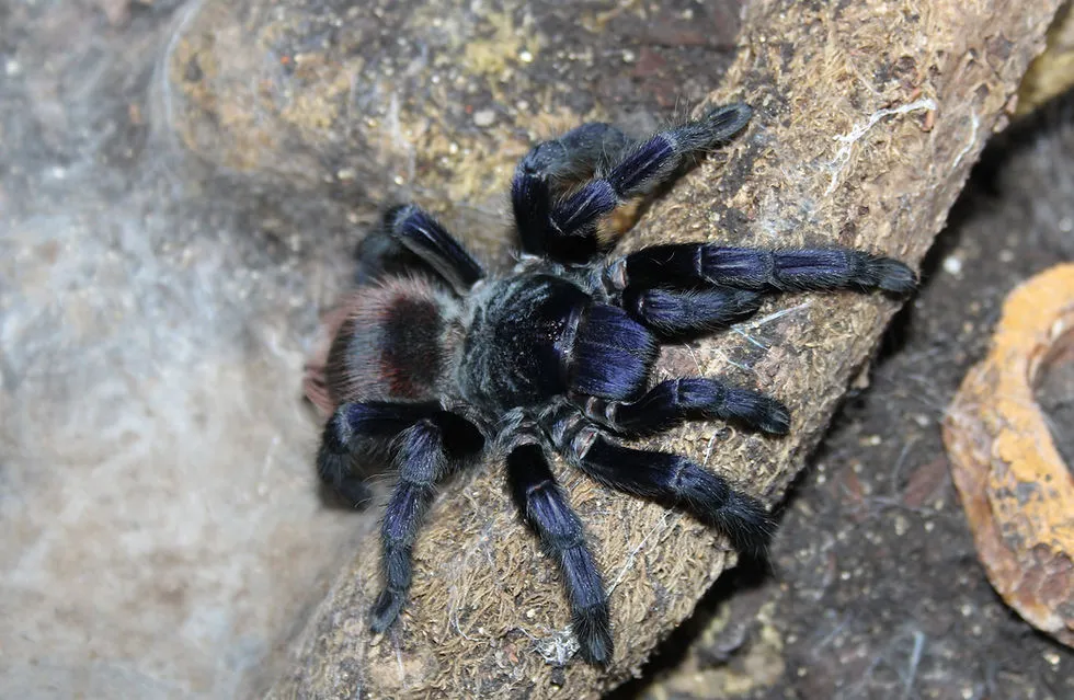 23423 sazimai tarantula breeder
