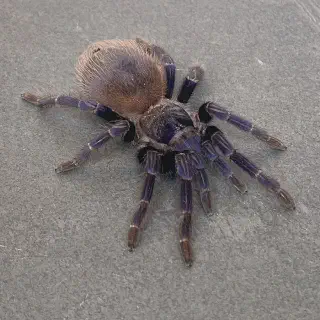 /img/23423-sazimai-tarantula-coloration.webp