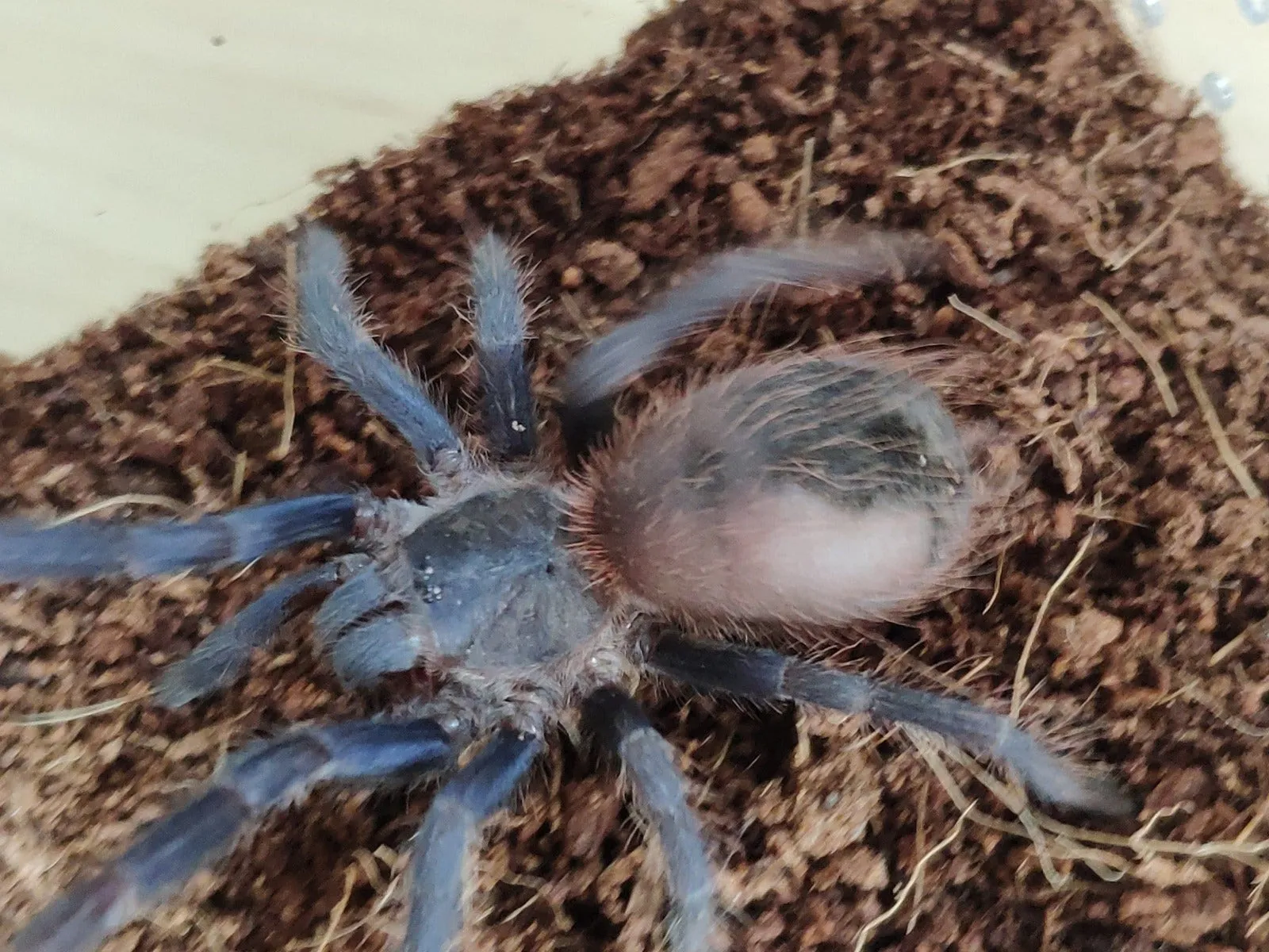 23423 sazimai tarantula enclosure