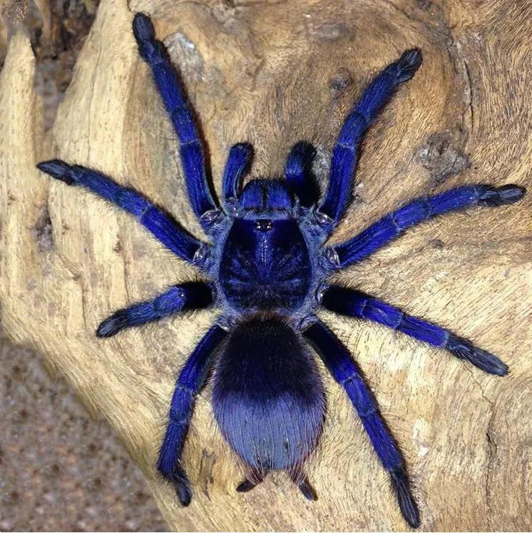 23423 sazimai tarantula habitat