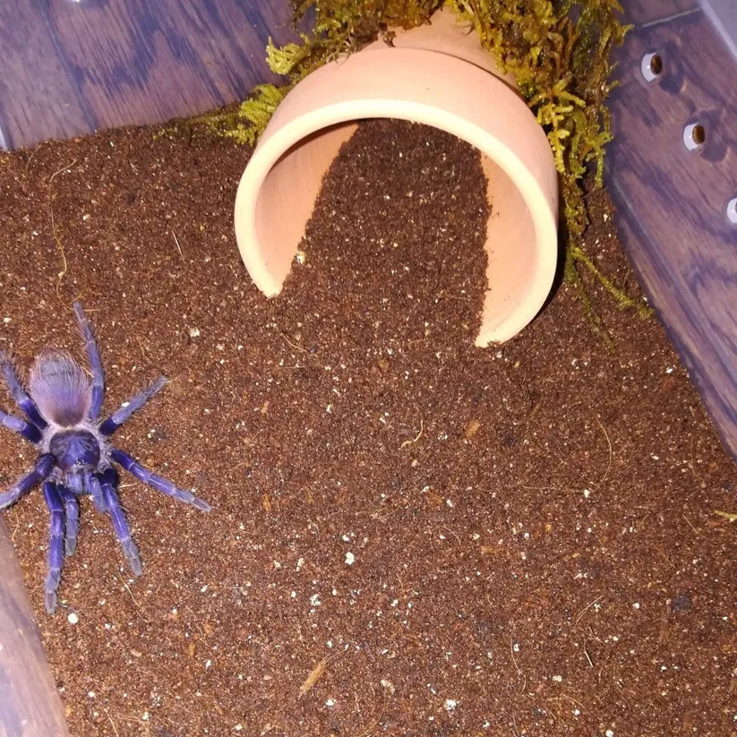 23423 sazimai tarantula handling