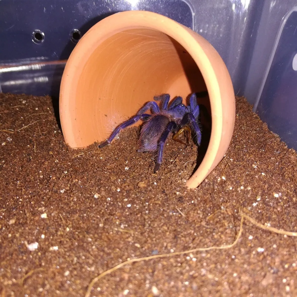23423 sazimai tarantula healthy