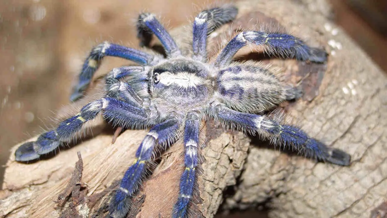 23425 blue tarantula breeding