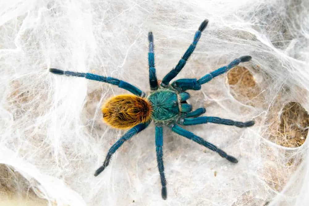 /img/23425-blue-tarantula-conservation.webp