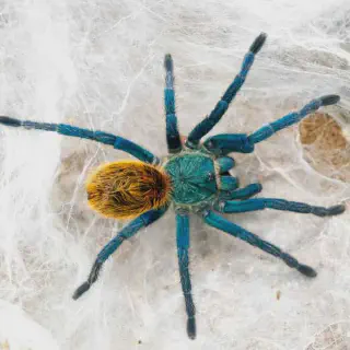 /img/23425-blue-tarantula-conservation.webp