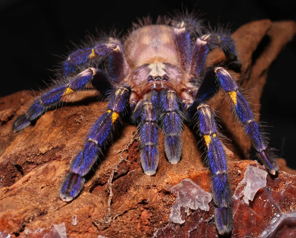 23425 blue tarantula feeding
