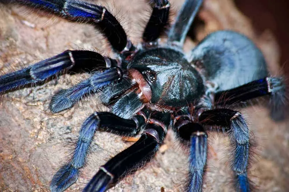 23425 blue tarantula habitat