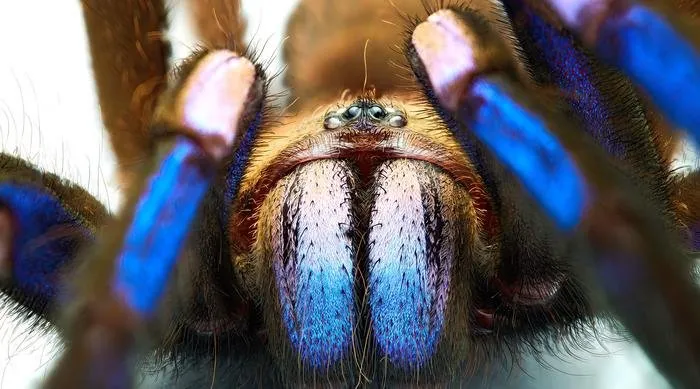 23425 blue tarantula handling