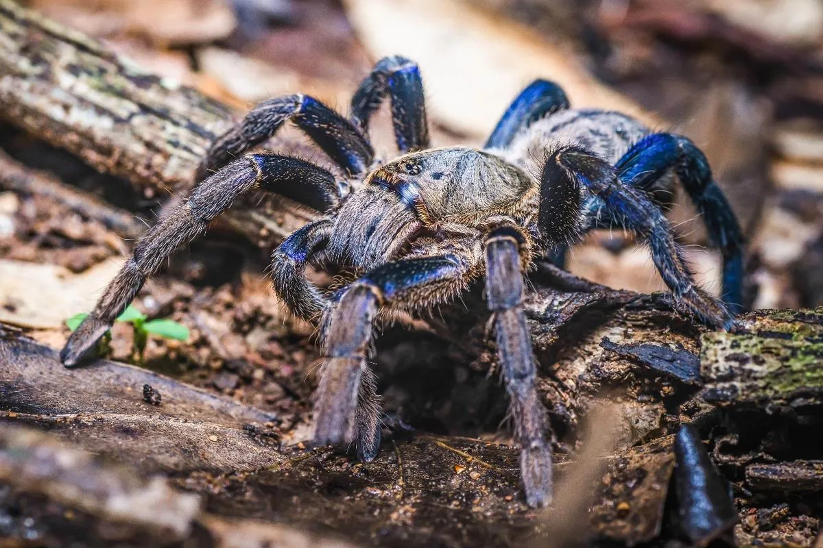 23425 blue tarantula threats