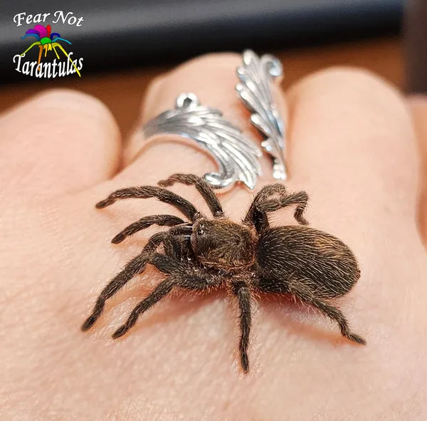 /img/23426-peruvian-blue-tarantula-cleaning.webp