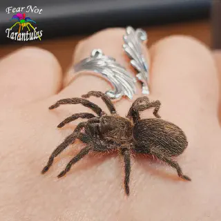 /img/23426-peruvian-blue-tarantula-cleaning.webp