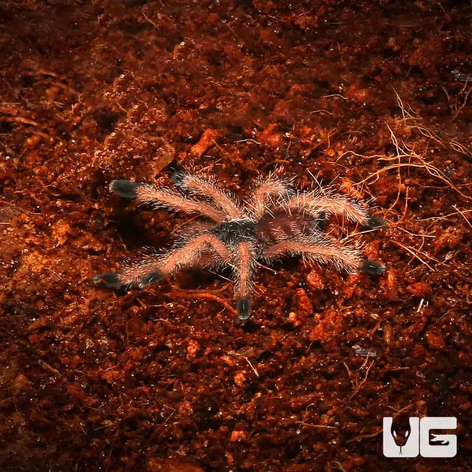 23426 peruvian blue tarantula enclosure