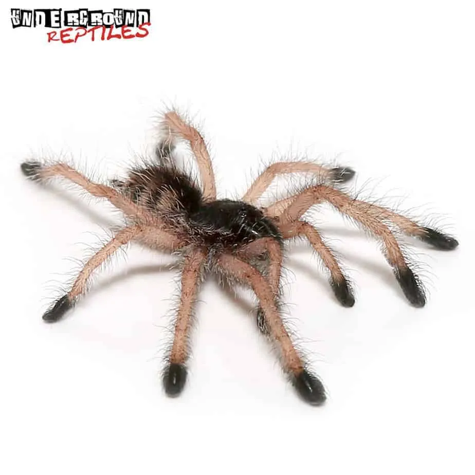 23426 peruvian blue tarantula feeding