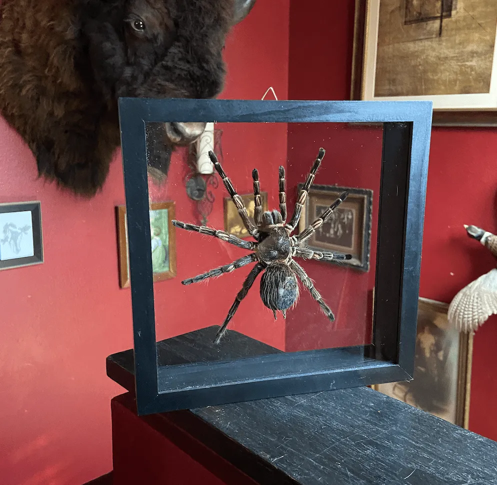 23426 peruvian blue tarantula handling