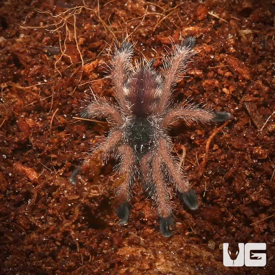 23426 peruvian blue tarantula health
