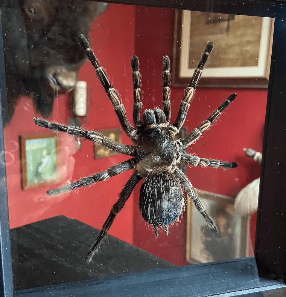23426 peruvian blue tarantula molting