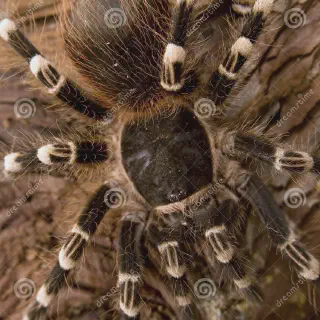 /img/23427-brazilian-white-knee-tarantula-comparison.webp