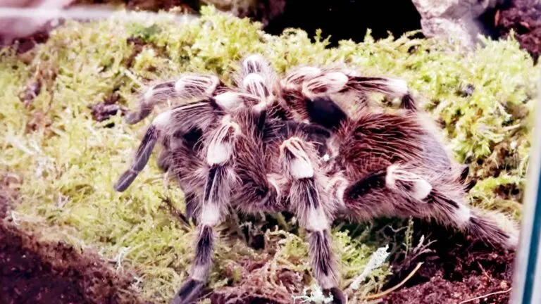 23427 brazilian white knee tarantula enclosure